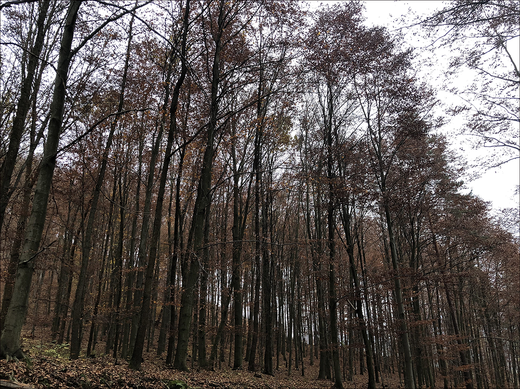 petra recicarova_jesenne_stromy.png